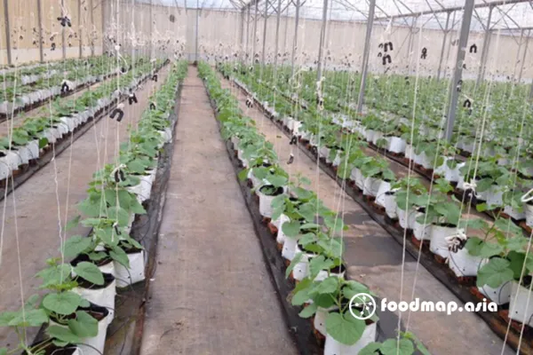 Làm giàn leo cho dưa lưới bằng các sợi dây chịu lực cao