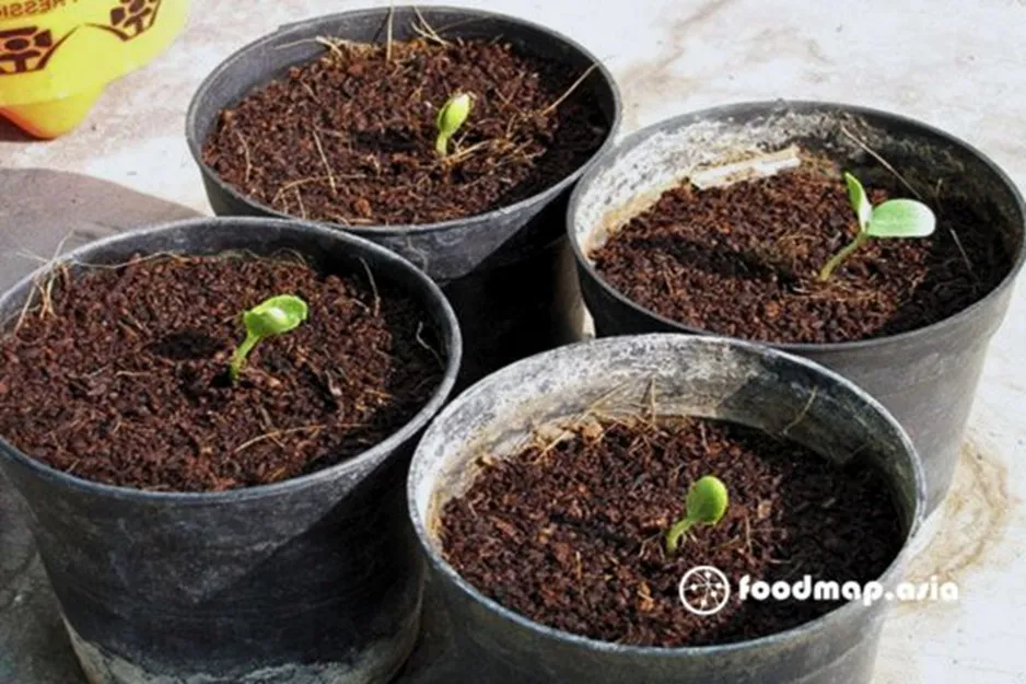 Dưa lưới con được chuyển sang chậu trồng, đảm bảo độ ẩm cho cây