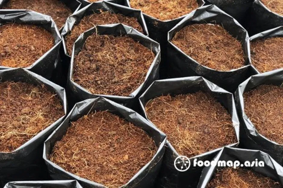 Dưa lưới đang được trồng trong chậu với giá thể chuẩn bị kỹ lưỡng