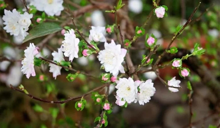 Nhất Chi Mai là loại cây ít sâu bệnh nhưng dễ bị nấm tấn công khi môi trường ẩm ướt hoặc đất bị ngập úng