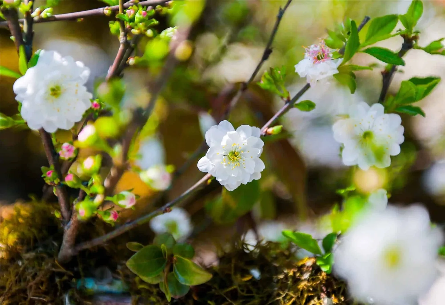 Phòng bệnh cho Nhất Chi Mai bằng vôi và lưu huỳnh