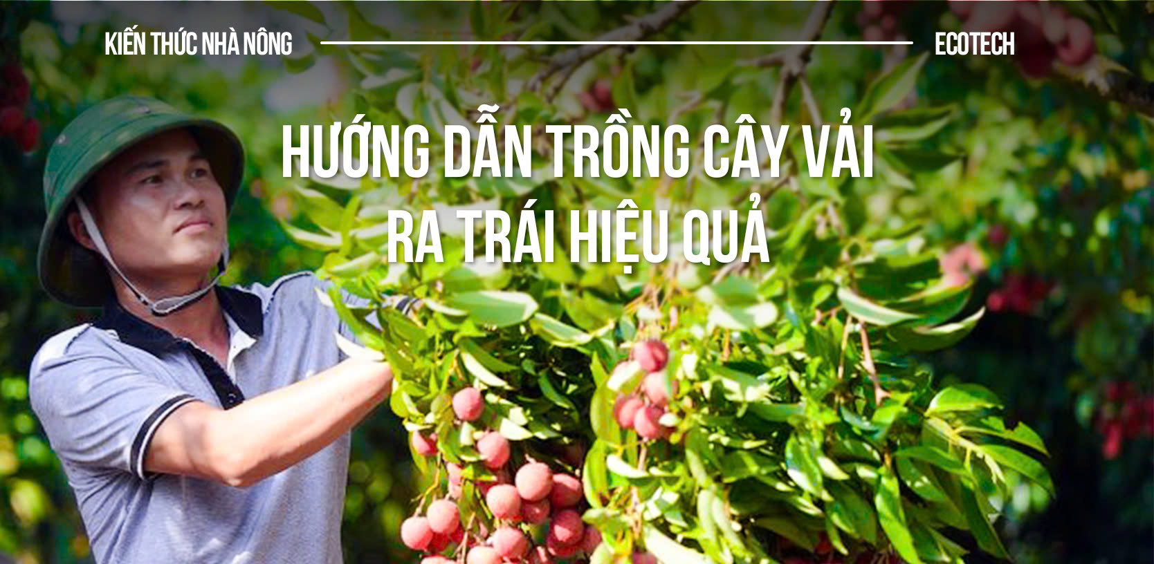 Cách Trồng Bông Cải Trắng Tại Nhà Đạt Năng Suất Cao Nhất