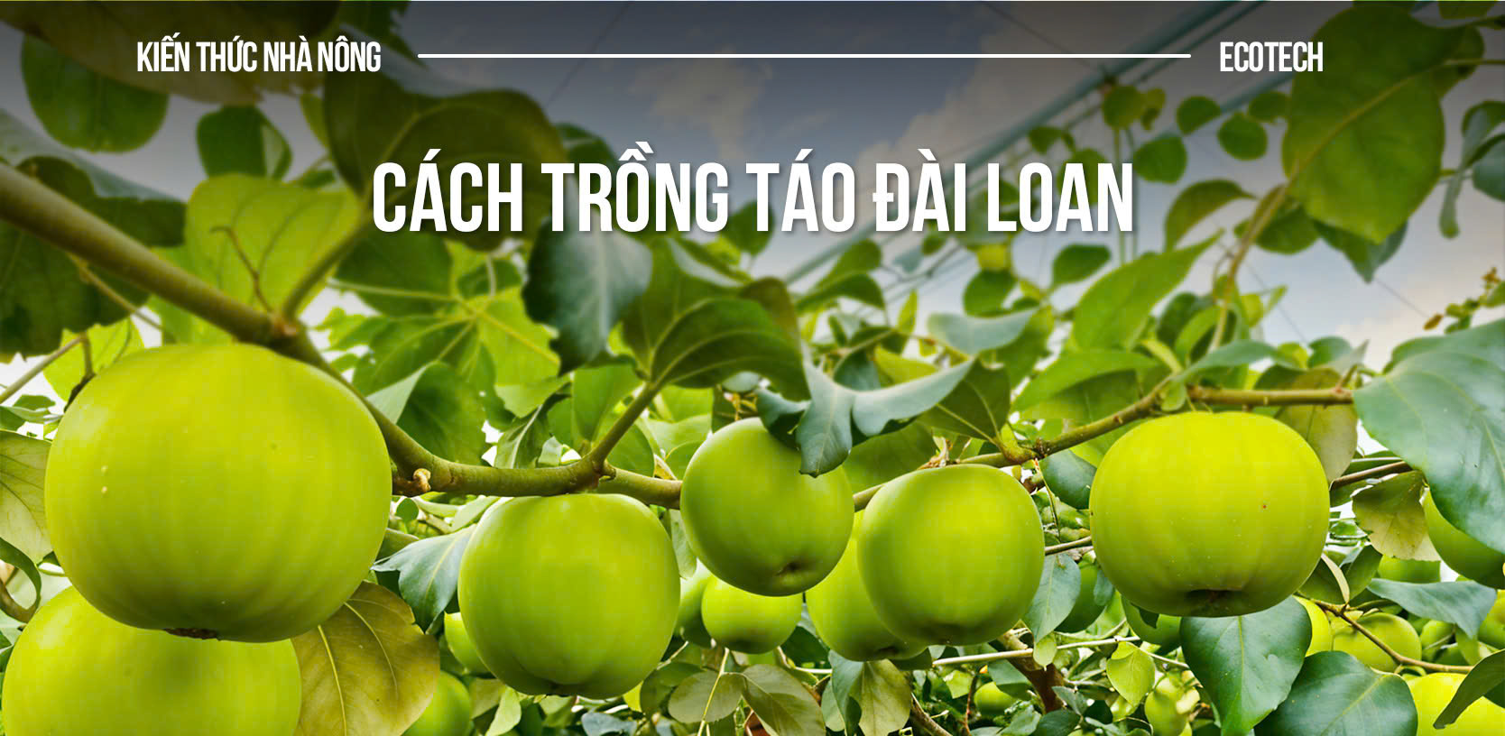 Cách Trồng Rau Cải Thìa Tại Nhà Từ A Đến Z Cho Năng Suất Cao