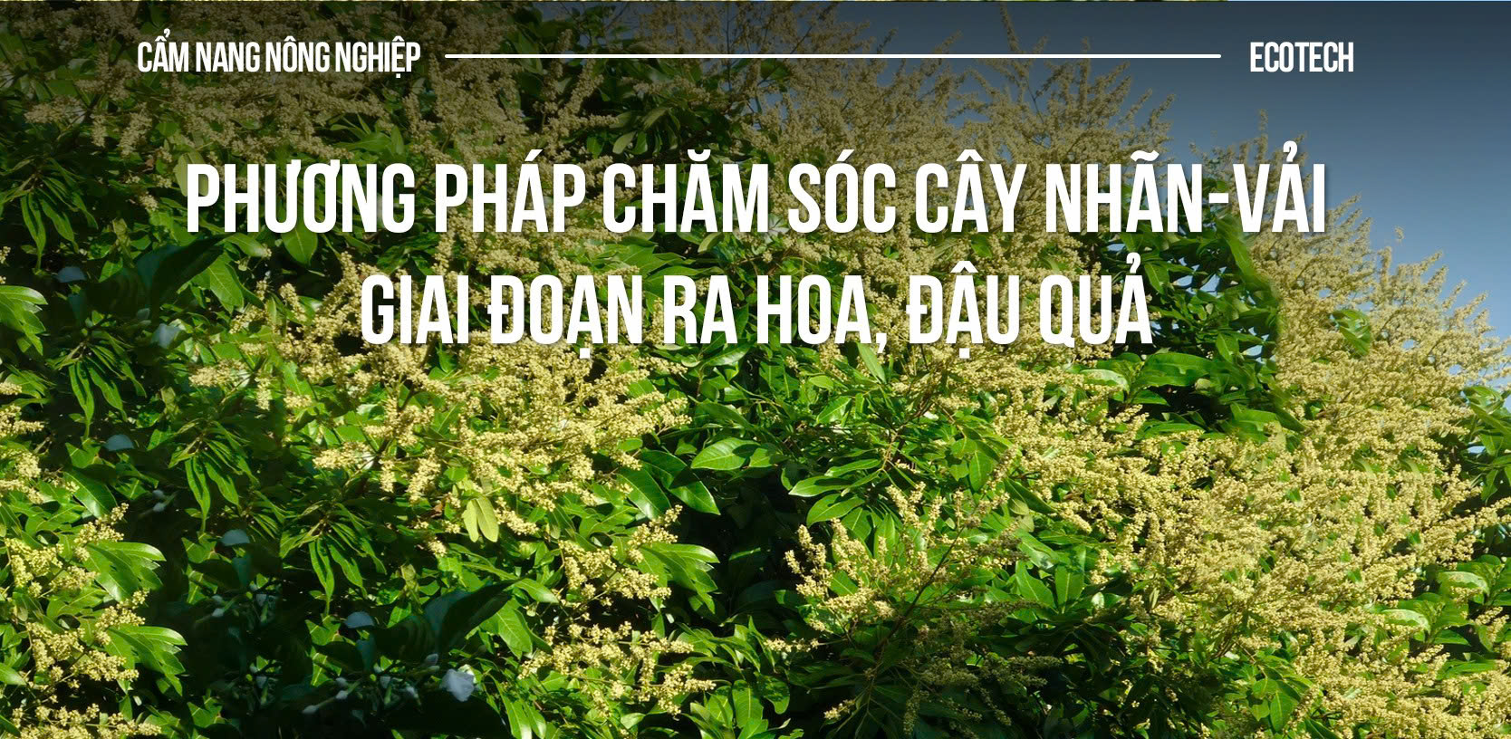Cách Trồng Cây Nhãn Và Kỹ Thuật Chăm Sóc Đạt Năng Suất Cao