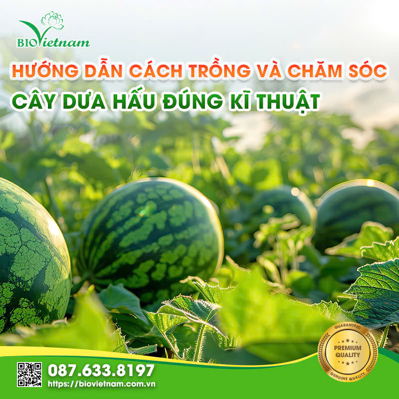 Hướng Dẫn Kỹ Thuật Chi Tiết: Cách Trồng Dưa Hấu Ruột Vàng Đạt Năng Suất Cao