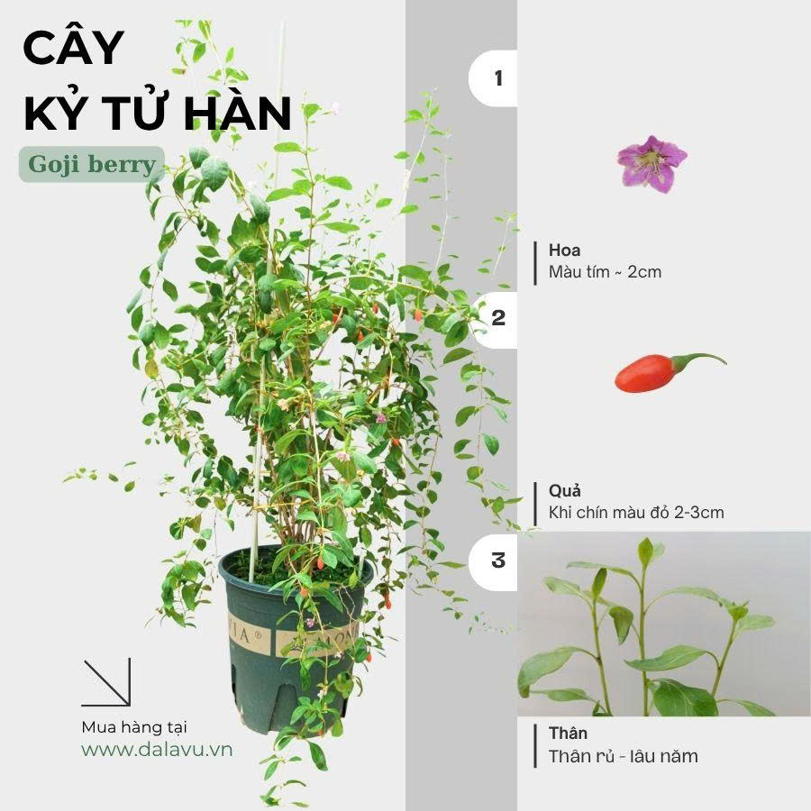 Cách Trồng Cây Câu Kỷ Tử Tại Nhà Đạt Năng Suất Cao Nhất