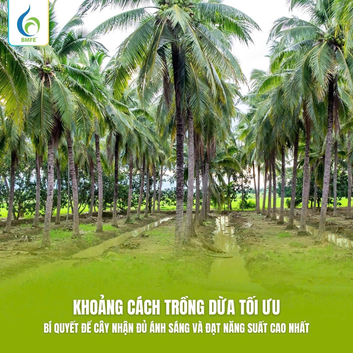 Cách Trồng Tre Đạt Chuẩn Năng Suất Cao Và Chăm Sóc Lâu Dài