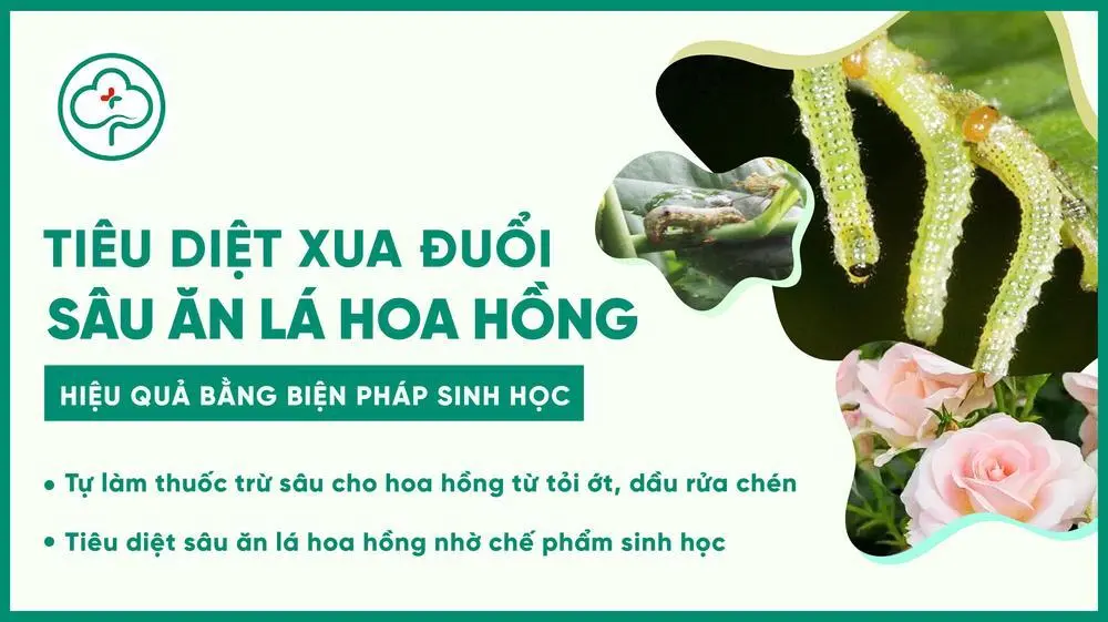 Cách Trồng Hoa Hồng Trên Sân Thượng Thành Công Cho Người Mới Cách Trồng Hoa Hồng Trên Sân Thượng Thành Công Cho Người Mới