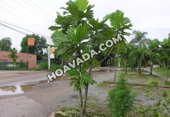 Cách Trồng Cây Sa Kê: Kỹ Thuật Chuyên Sâu Từ Chuyên Gia Vu Garden Cách Trồng Cây Sa Kê: Kỹ Thuật Chuyên Sâu Từ Chuyên Gia Vu Garden