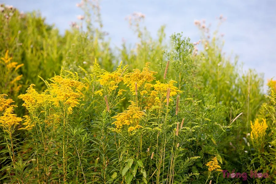 CÃ¡ch trá»“ng hoa cÃºc hoÃ ng anh