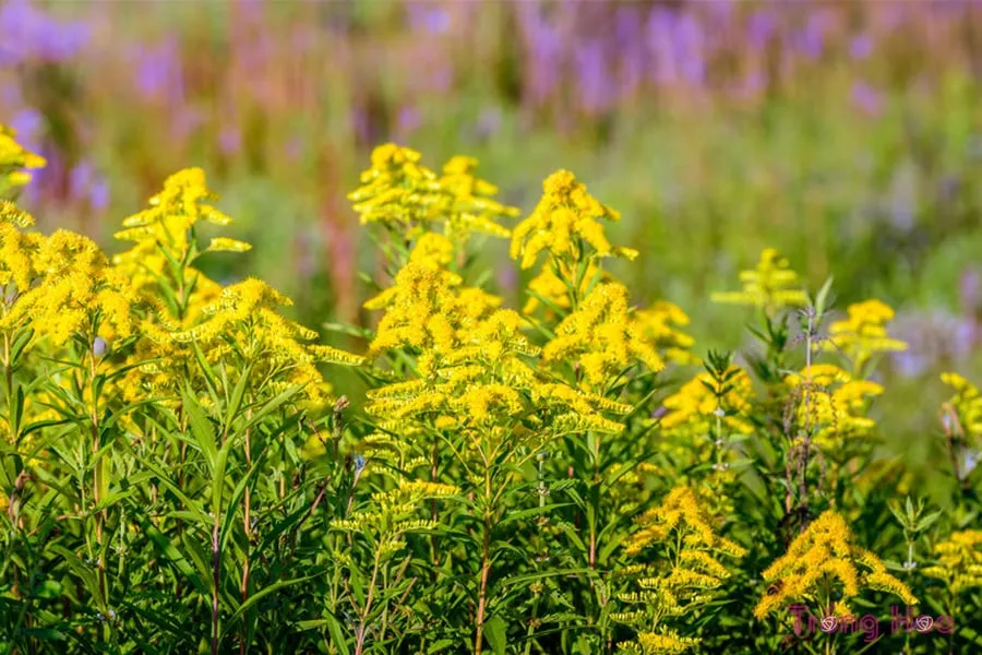 CÃ¡ch trá»“ng hoa cÃºc hoÃ ng anh