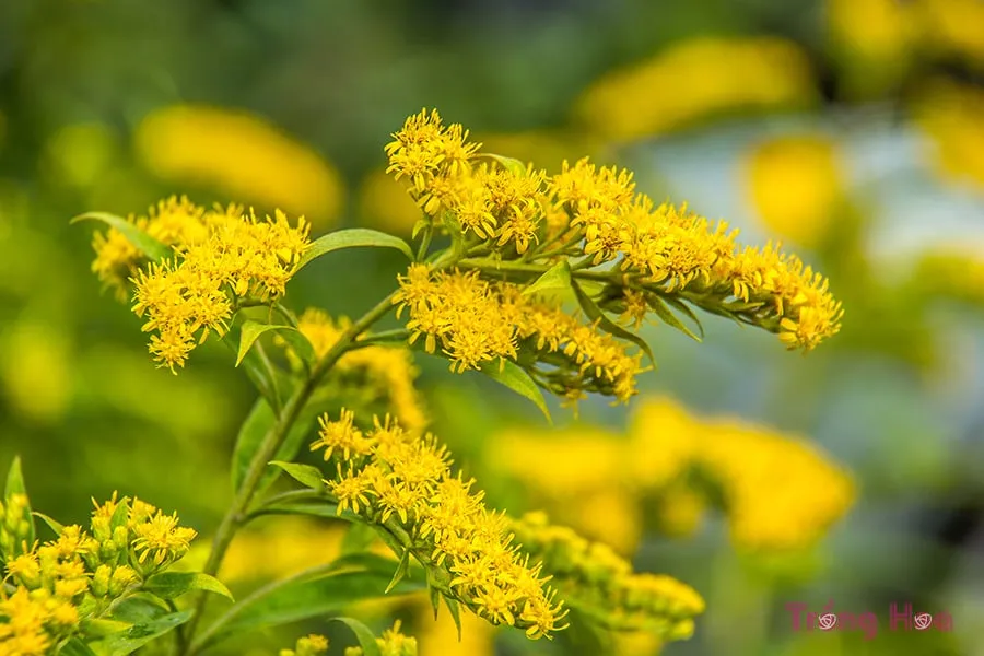 CÃ¡ch trá»“ng hoa cÃºc hoÃ ng anh