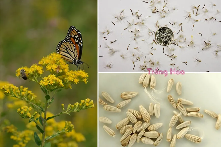 CÃ¡ch trá»“ng hoa cÃºc hoÃ ng anh