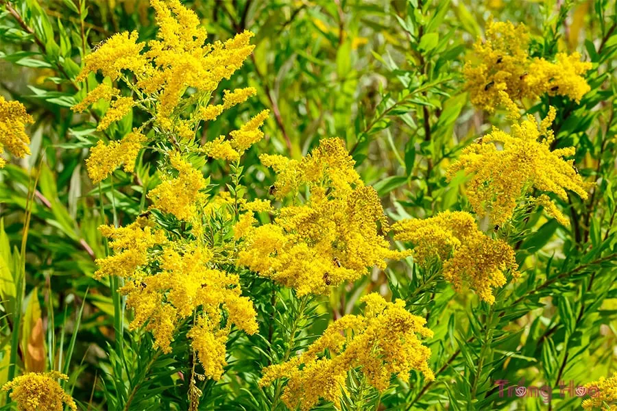 CÃ¡ch trá»“ng hoa cÃºc hoÃ ng anh