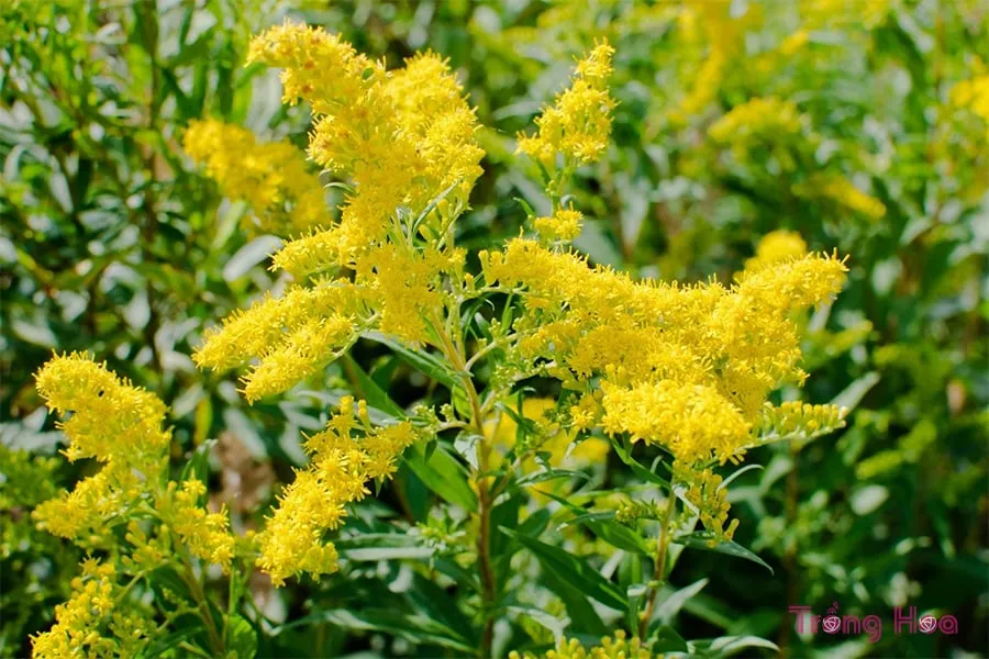 HÆ°á»›ng dáº«n cÃ¡ch trá»“ng hoa cÃºc hoÃ ng anh Ä‘Ãºng ká»¹ thuáº­t, 1652225955 574 Huong dan cach trong hoa cuc hoang anh dung ky