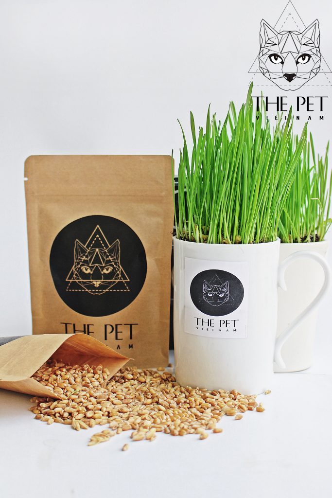 Cách Trồng Cỏ Lúa Mạch Tại Nhà Đạt Chuẩn Dinh Dưỡng Cao Nhất