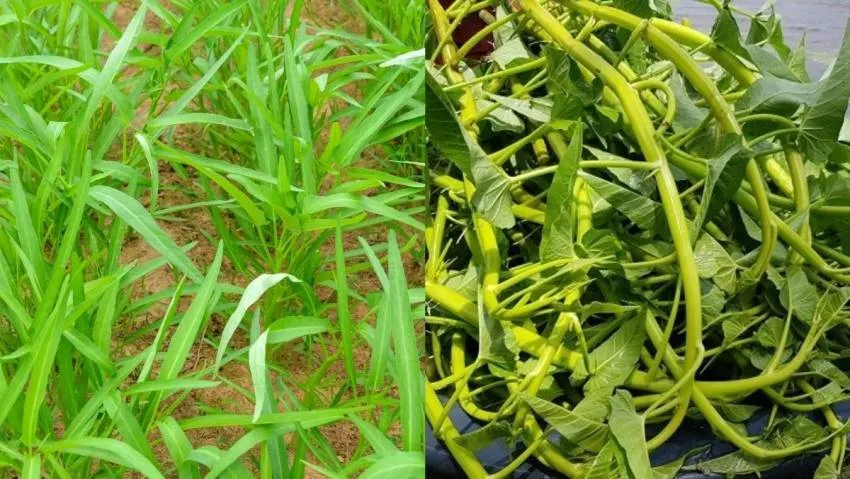 Lựa chọn và chuẩn bị đất tơi xốp, giàu dinh dưỡng cho việc trồng rau muống cạn tại nhà