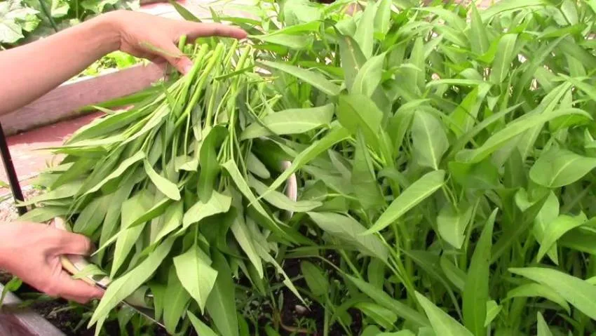 Hình ảnh cây rau muống cạn sau thu hoạch và các chồi non bắt đầu phát triển trở lại