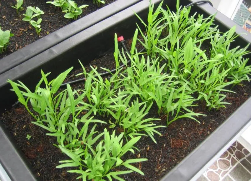 Quy trình ngâm ủ hạt giống rau muống cạn đúng kỹ thuật để tăng tỷ lệ nảy mầm