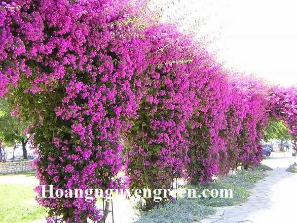 Kỹ thuật trồng cây bông giấy leo giàn tạo bóng mát