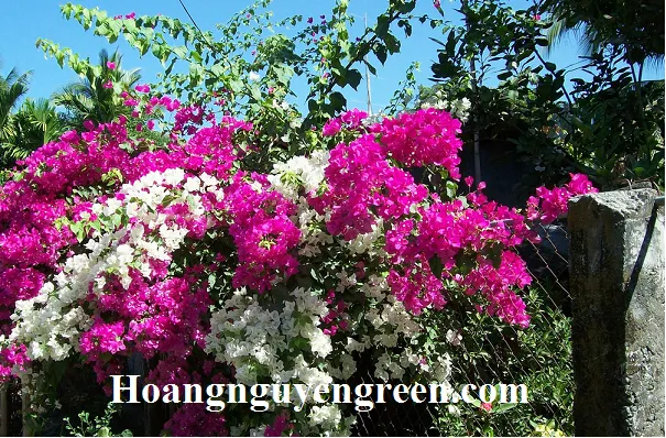 Bông giấy lai tạo với nhiều màu sắc trên cùng một thân cây