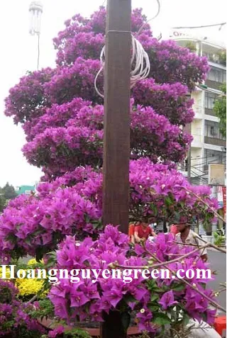 Cây bông giấy trồng làm cảnh quan đô thị và đường phố