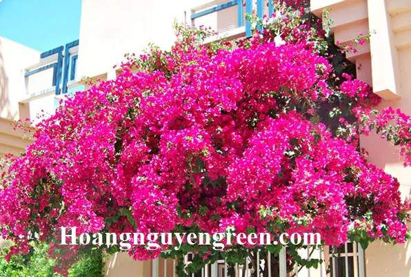 Cây bông giấy được trồng trong công trình cảnh quan theo thiết kế