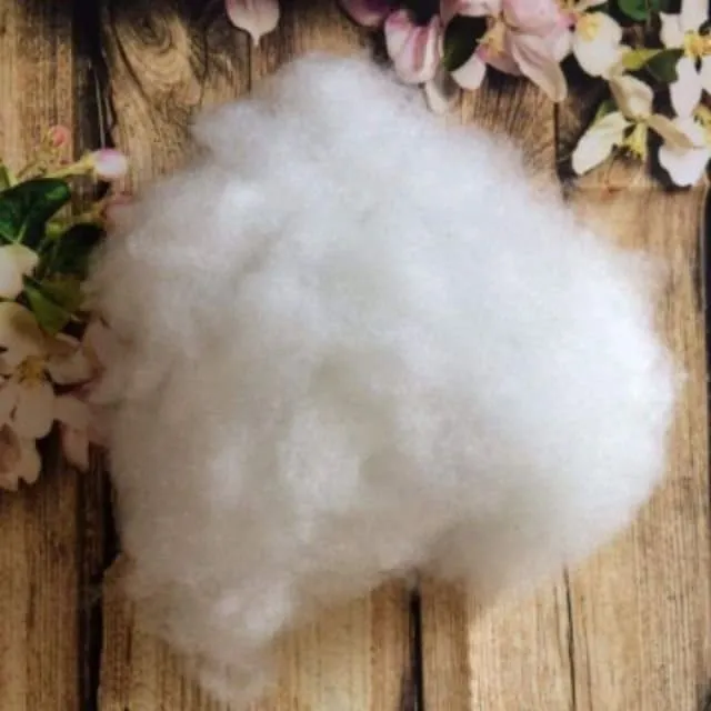 Bông gòn y tế sạch được sử dụng làm giá thể ươm cây đậu đen