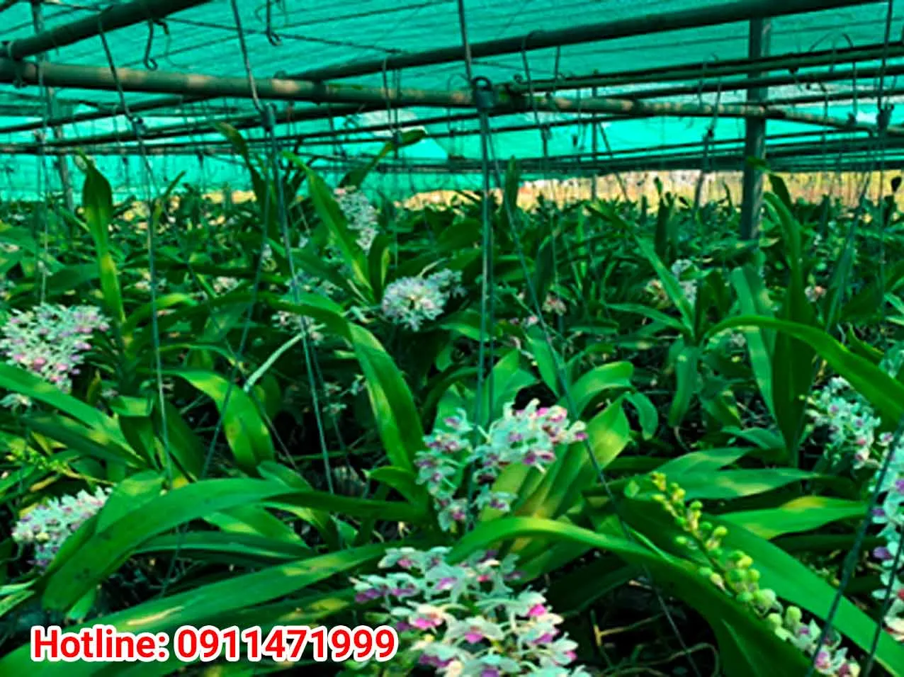 Cây lan ngọc điểm rừng đang phát triển bộ rễ và lá khỏe mạnh