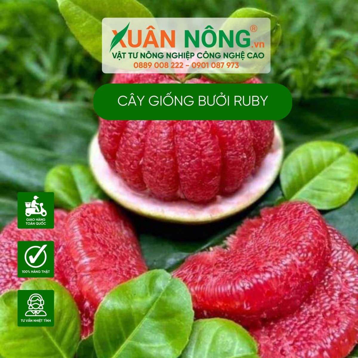 Cách Trồng Và Chăm Sóc Cây Mít Thái Đạt Năng Suất Cao Nhất