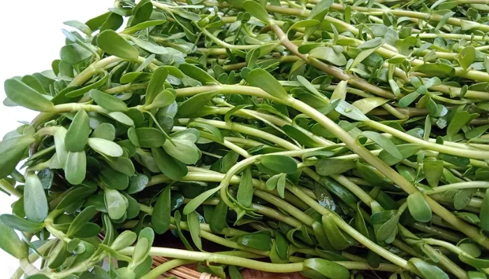 Giải đáp thắc mắc về cách trồng rau đắng bằng cành