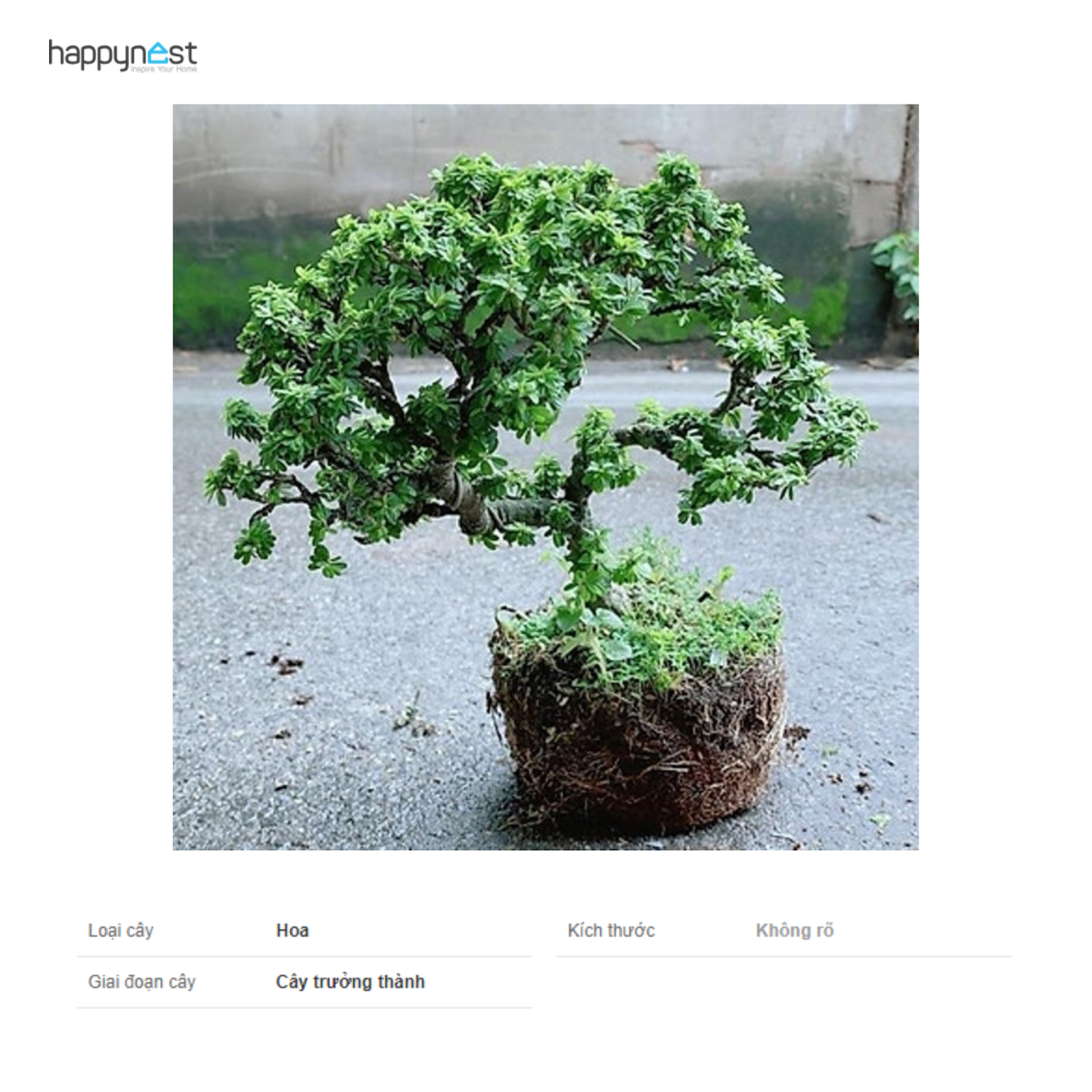 Cách Trồng Bonsai Mini: Hướng Dẫn Kỹ Thuật Chi Tiết Cho Người Mới Bắt Đầu