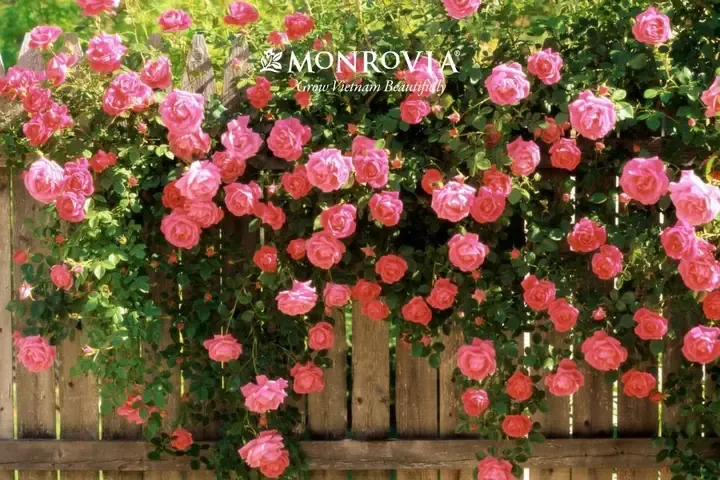 Cảnh giâm cành hoa hồng đã bén rễ, chuẩn bị được trồng chuyển sang chậu