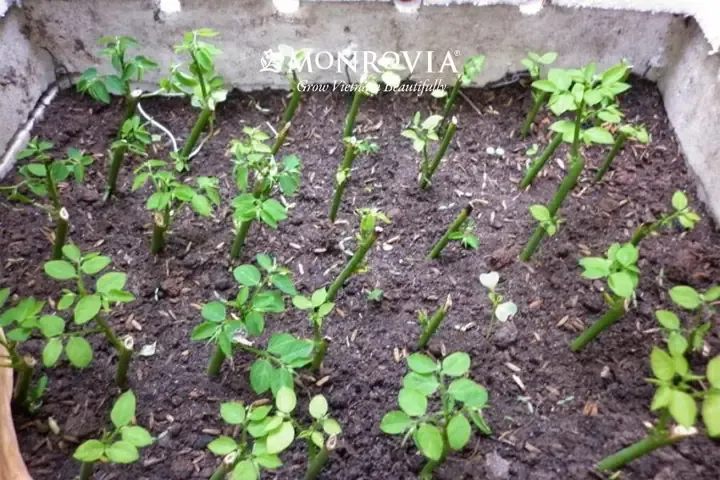 Kỹ thuật Trồng Hoa Hồng Bằng Cành Với Đất sau khi đã giâm cành và bén rễ.