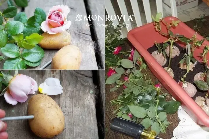 Mẹo Tận dụng nước vo gạo để tăng tỷ lệ ra rễ khi giâm cành hoa hồng từ cành.