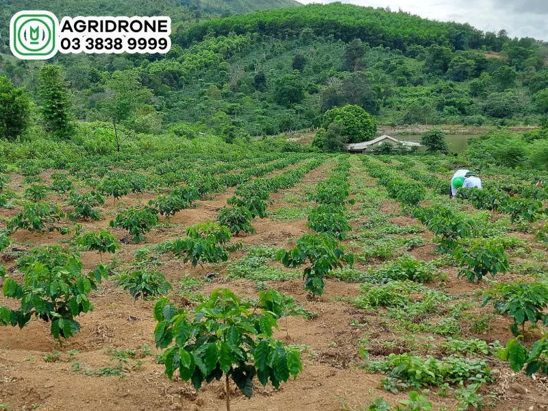 Cây cà phê mới trồng đang được tưới nước bằng hệ thống phun sương