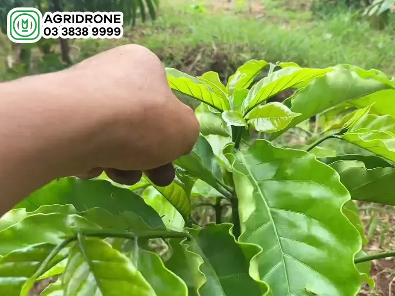 Kỹ thuật cắt tỉa và tạo dáng giúp cây cà phê con hình thành khung tán vững chắc