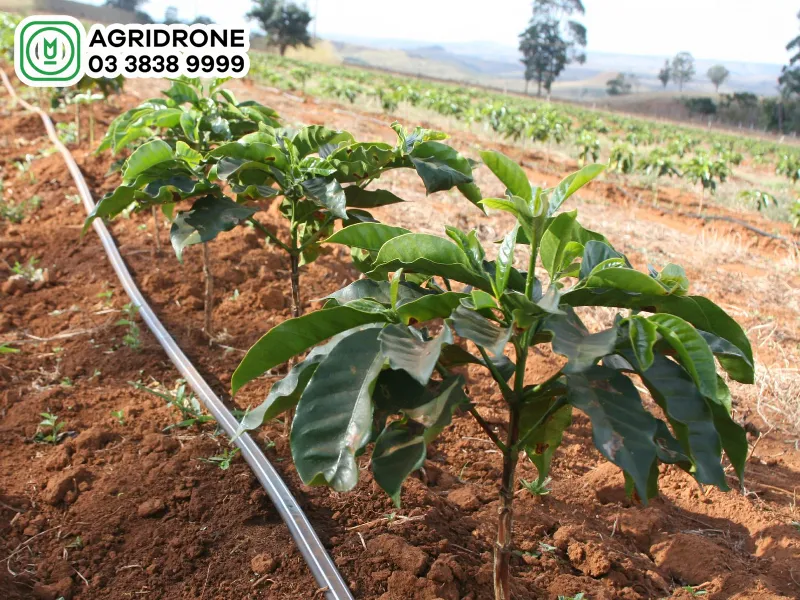 Kỹ thuật làm cỏ và ủ gốc bằng rơm rạ cho cây cà phê con