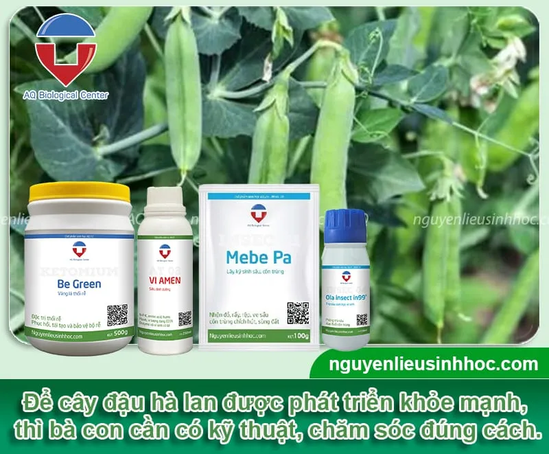 Kỹ thuật chăm sóc đậu hà lan để cây phát triển tốt, sai trái và phòng trừ sâu bệnh