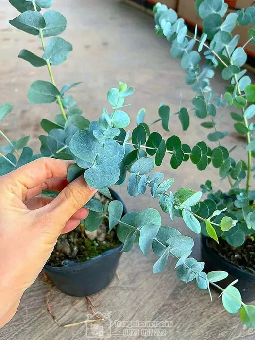 Cách chăm sóc cây khuynh diệp để cây luôn xanh tốt