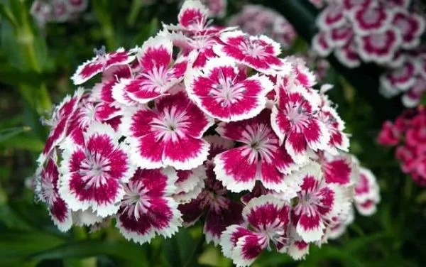 Cách chăm sóc hoa Xạ Hương Thạch Trúc