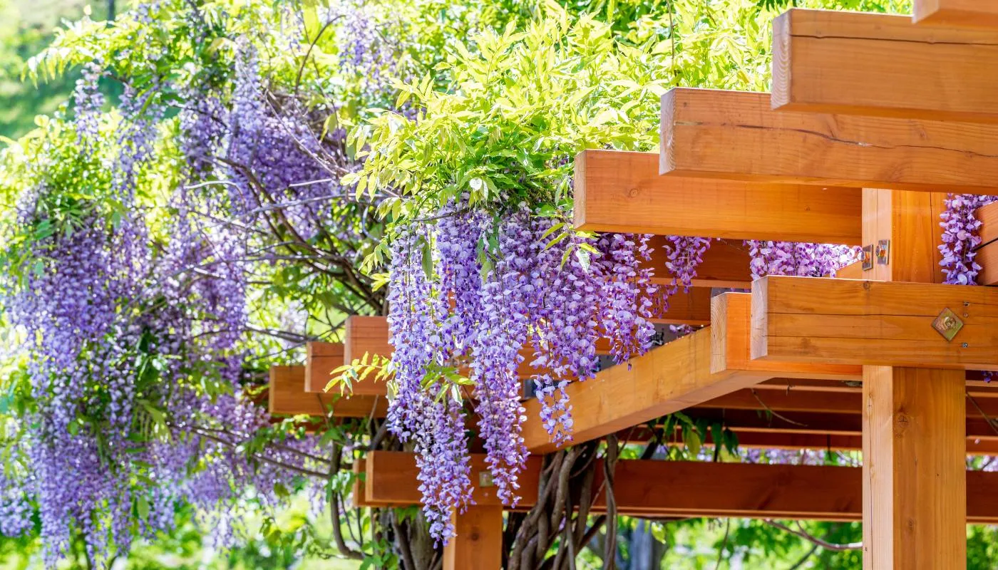 Thiết kế giàn hoa vững chắc là cần thiết để hỗ trợ cây tử đằng thân gỗ leo, giúp cây phát triển toàn diện