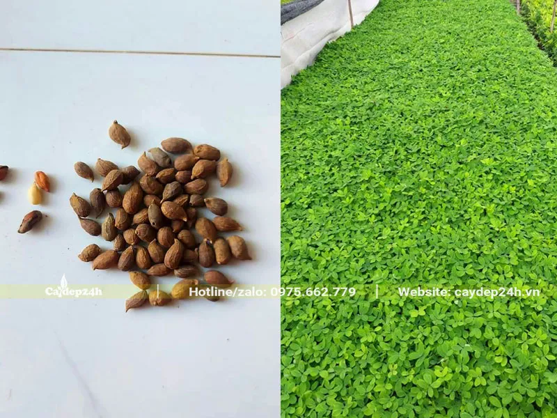 Kỹ thuật gieo hạt cỏ lạc theo luống để nhân giống cây con