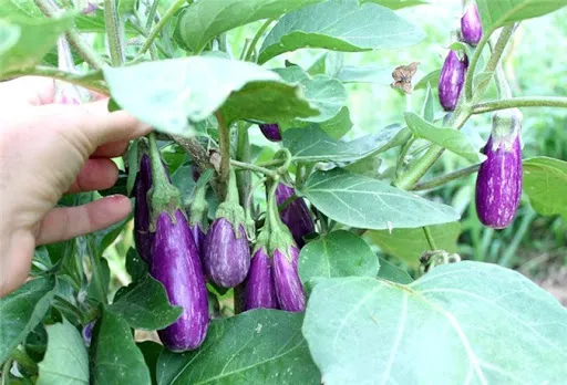Cách trồng cà tím ra nhiều quả tại nhà cực đơn giản mà bạn chưa biết?