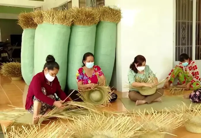 Mô hình trồng cỏ bàng mang lại lợi nhuận vượt trội so với lúa