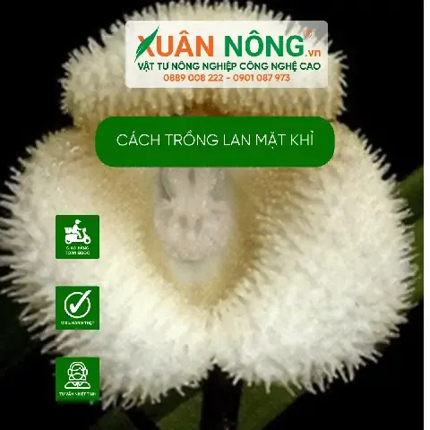 Chăm Sóc và Bảo Dưỡng Cây Con Khỉ