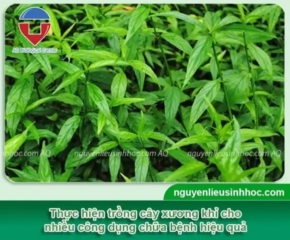 Bảo Quản Xương Khỉ Sau Thu Hoạch