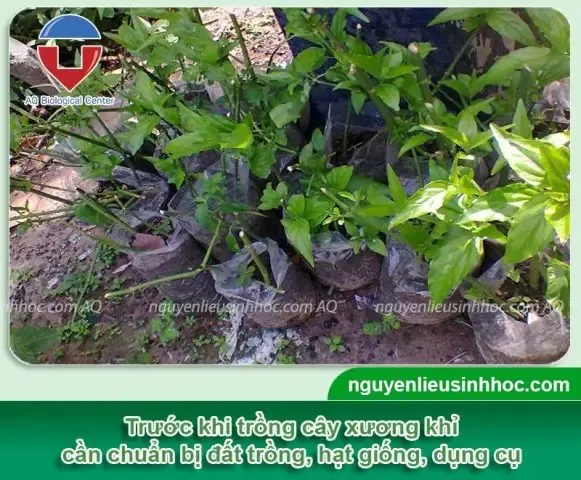 Dụng Cụ Trồng Cây Xương Khỉ Cần Thiết