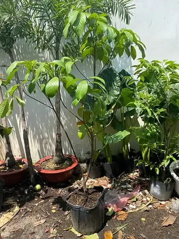 Cây Dâu Da Xanh phát triển khỏe mạnh sau khi được trồng đúng kỹ thuật