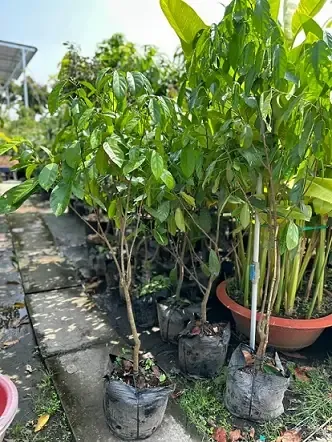 Cây Dâu Da Xanh là loại cây ăn quả lâu năm có giá trị kinh tế cao